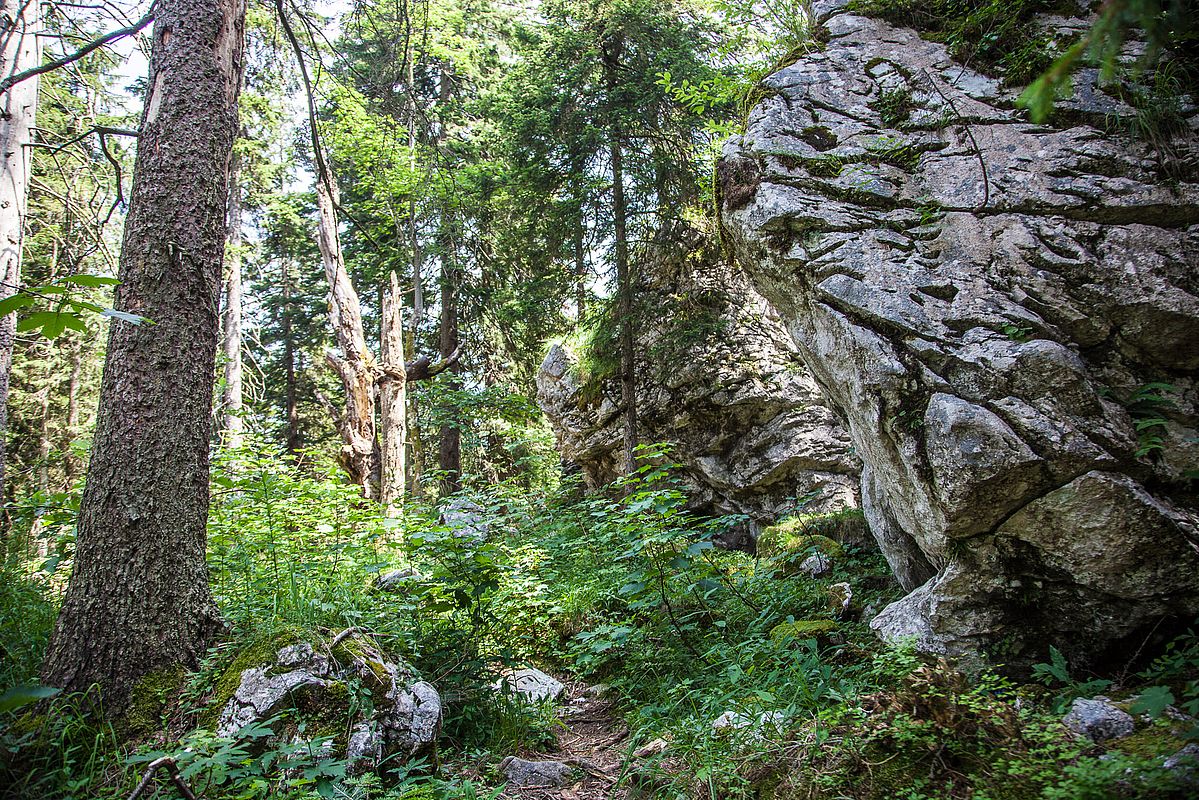 Wildromantischer Urwald unter der Gedererwand