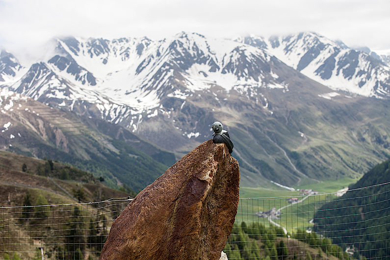 Vogelskulptur an der Patziner Alm mit Tiefblick auf das Langtauferer Tal