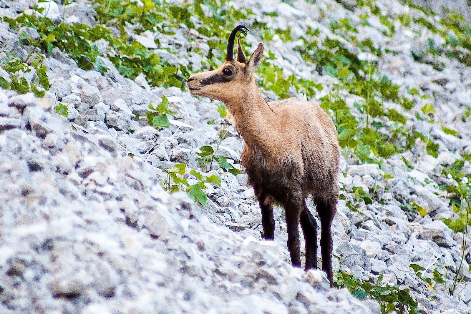 In den Scharliger Böden trifft man häufig auf Gämsen In den Scharliger Böden trifft man häufig auf Gämsen
