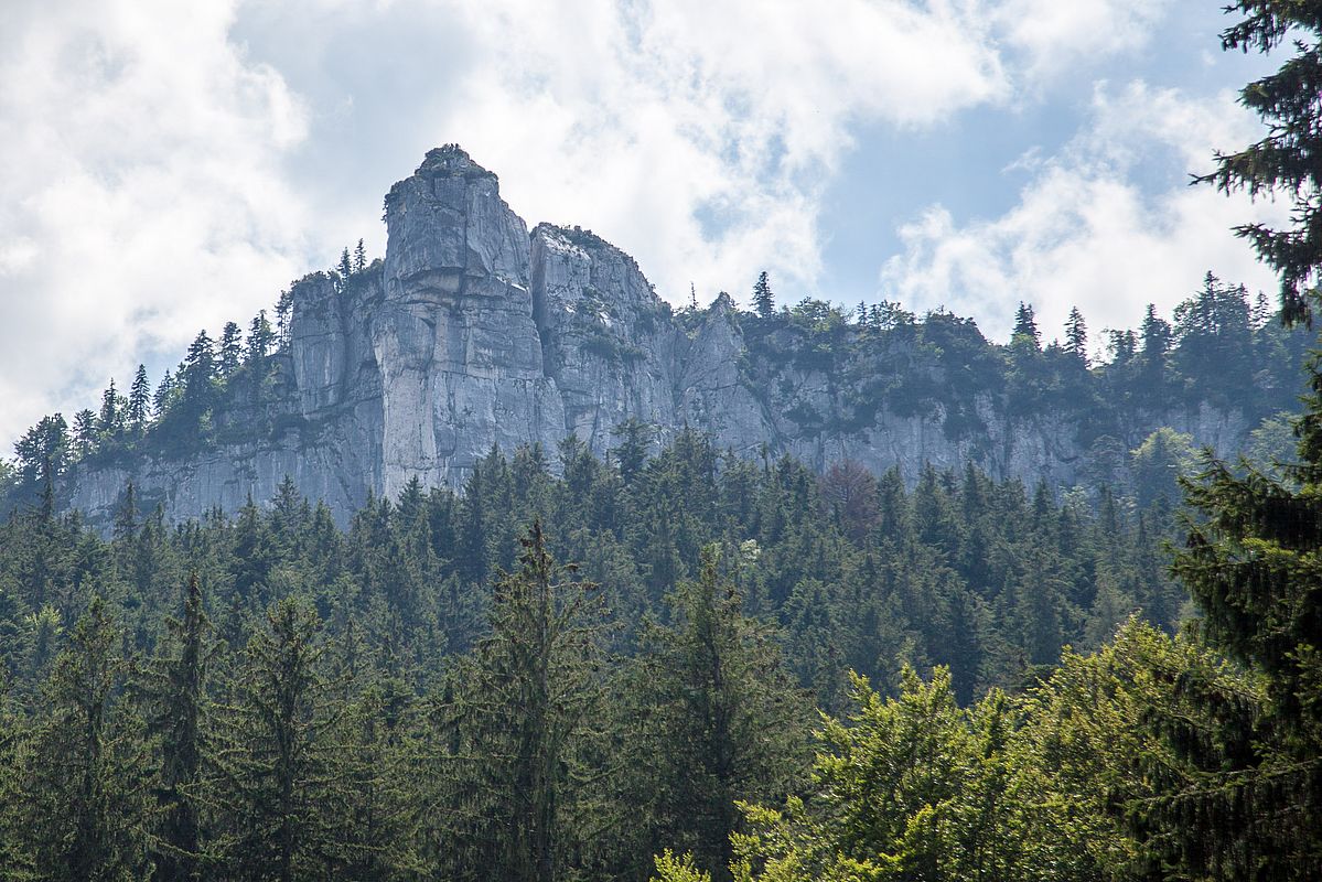 An der Maureralm spitzt der Zwölferturm imposant über die Wälder