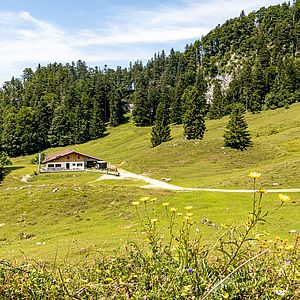 Die Buchauer Alm - dahinter im Wald spitzt die Wand hervor.