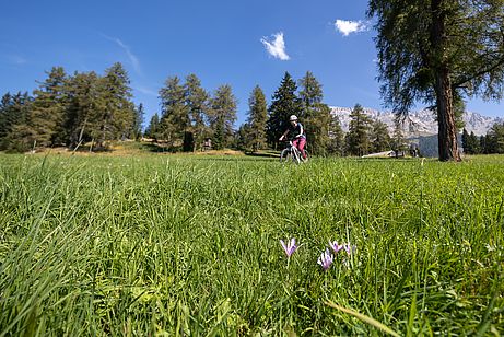 Wald- und Wiesentrail nach Obereggen Wald- und Wiesentrail nach Obereggen
