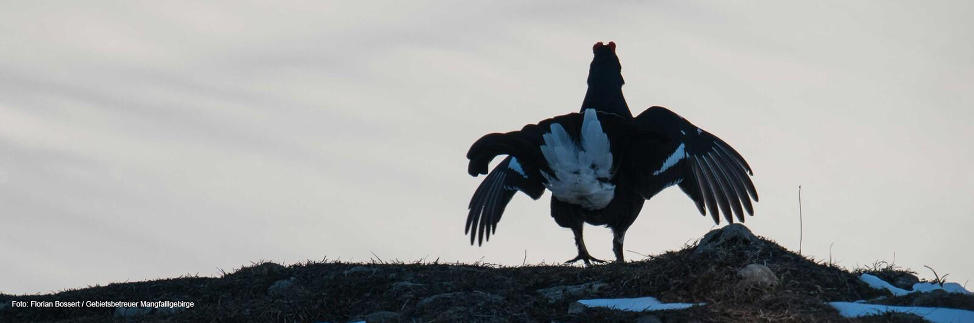 Wildschutzgebiete zum Schutz des Birkwildes