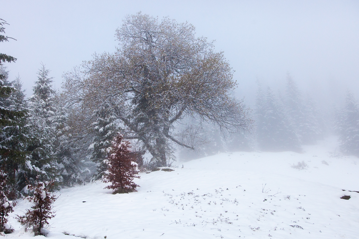 Ein Hauch von Winter beim Durchstieg durch die Nebeldecke im Aufstieg zur Schönfeldalm.